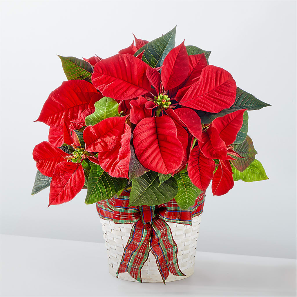 Happiest Holidays Poinsettia – Sensation Flowers Boutique Inc, Miami FL