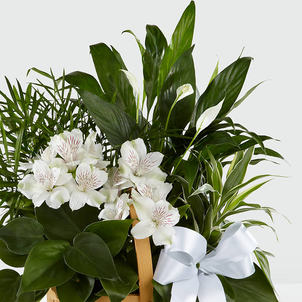 Peace & Serenity Dishgarden – Sensation Flowers Boutique Inc, Miami FL