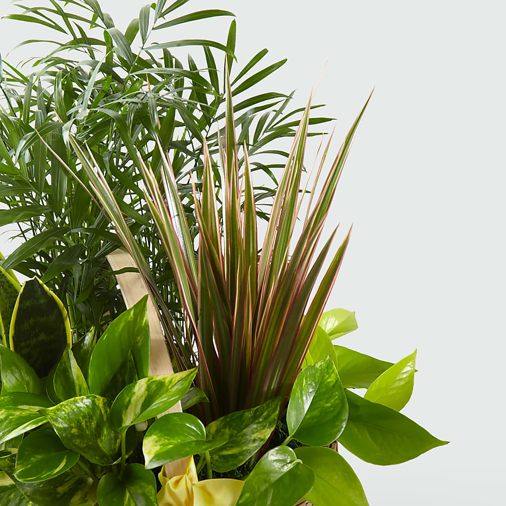 French Garden – Sensation Flowers Boutique Inc, Miami FL