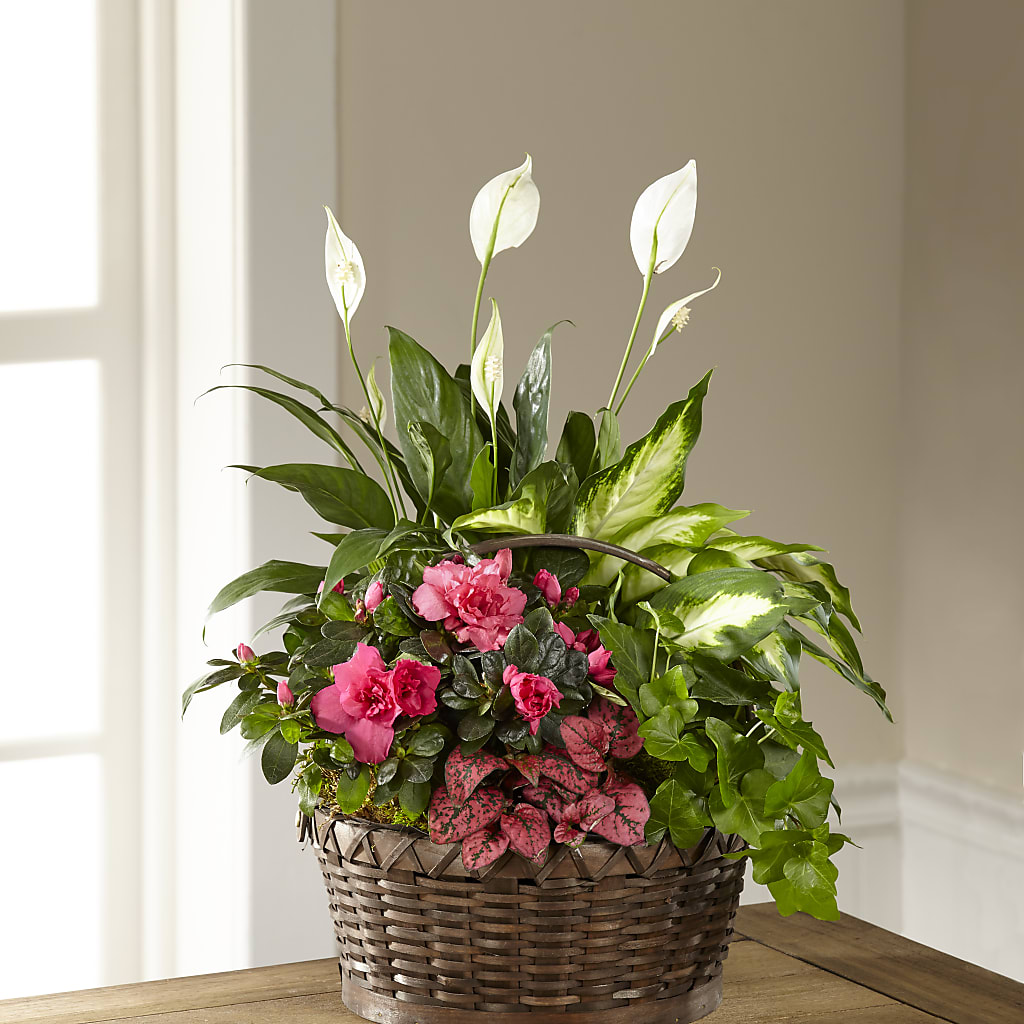 Dream in Pink Dishgarden – Sensation Flowers Boutique Inc, Miami FL