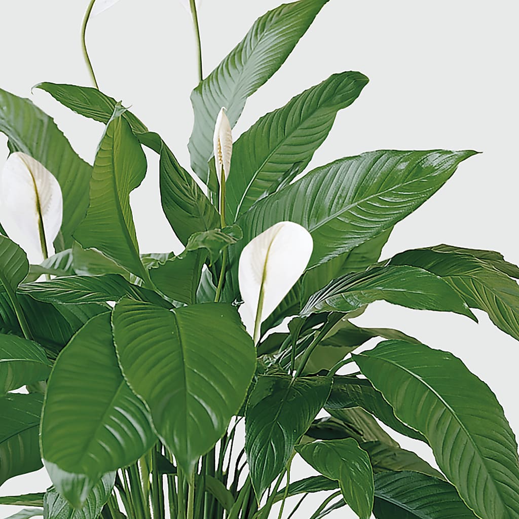 Tranquil Moments Peace Lily Plant – Sensation Flowers Boutique Inc, Miami FL