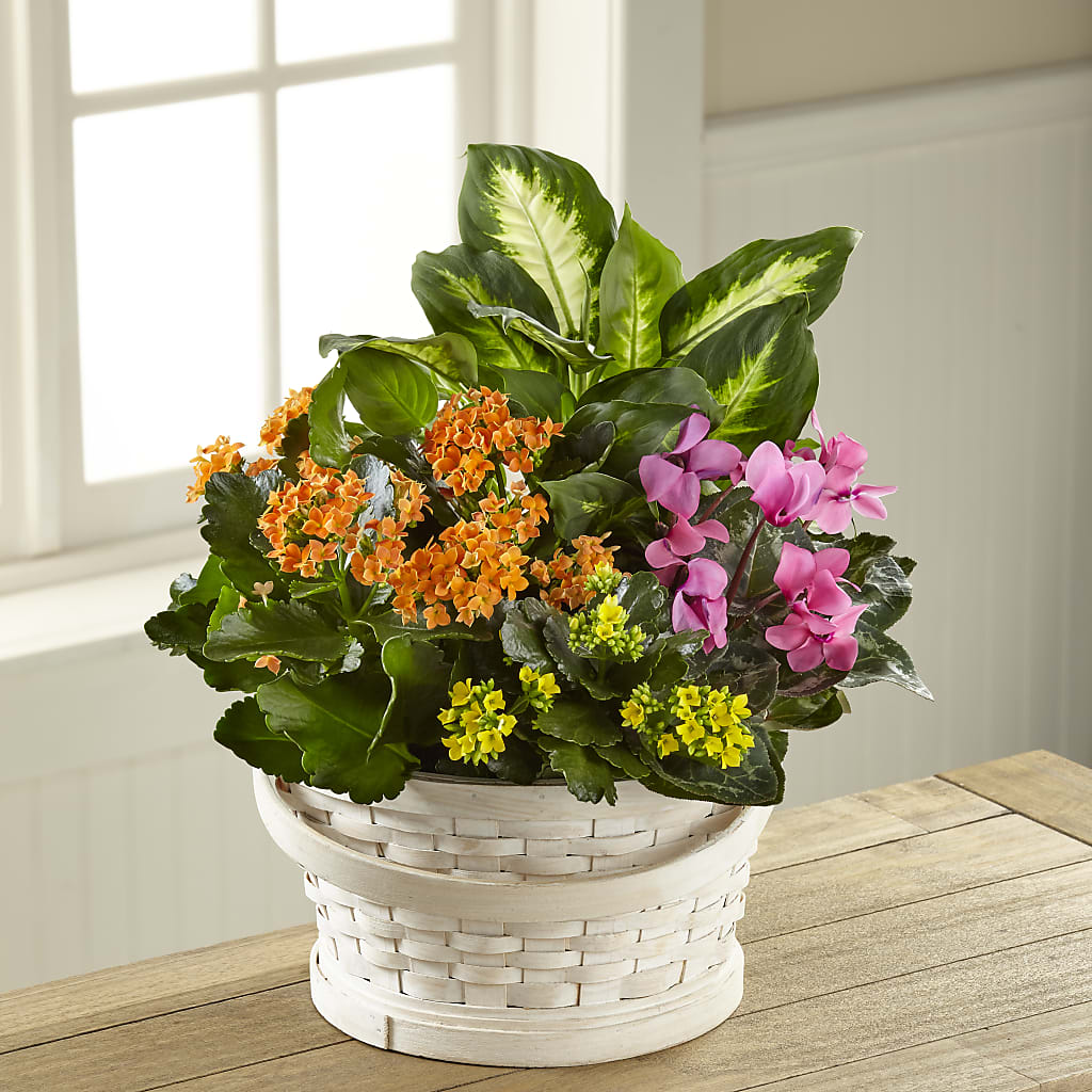 Color Crush Dishgarden – Sensation Flowers Boutique Inc, Miami FL
