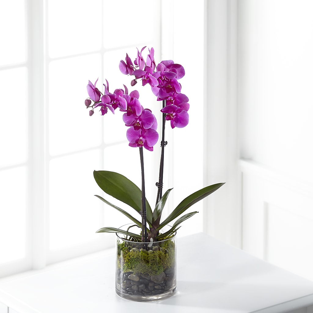 Pink Orchid Plant – Sensation Flowers Boutique Inc, Miami FL
