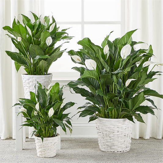 A New Leaf Peace Lily – Sensation Flowers Boutique Inc, Miami FL