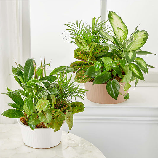 Balance & Harmony Dishgarden – Sensation Flowers Boutique Inc, Miami FL