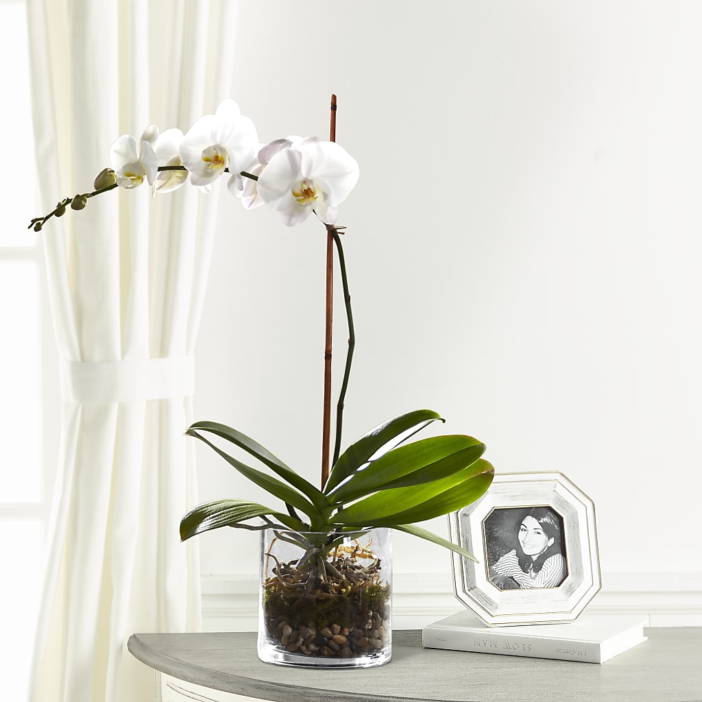 White Orchid Planter – Sensation Flowers Boutique Inc, Miami FL