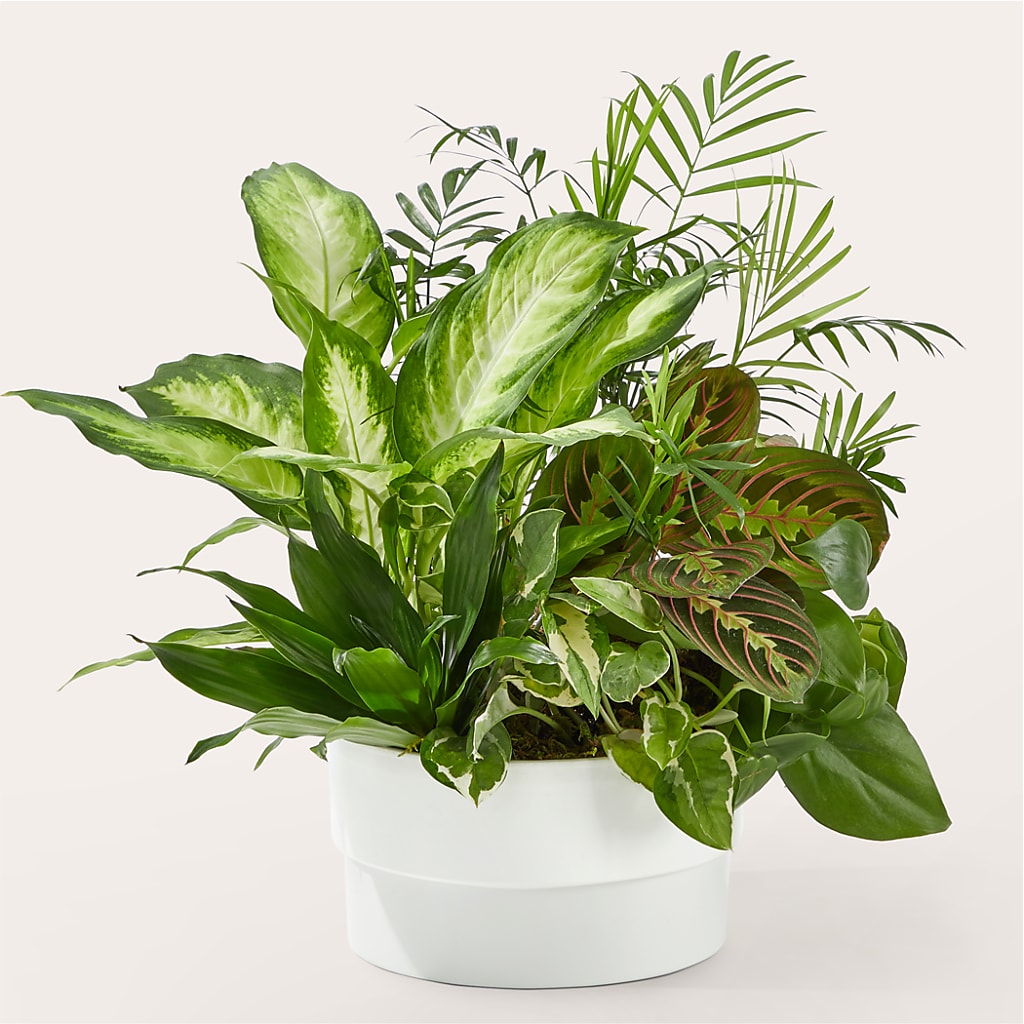 Radiating Positivity Dishgarden – Sensation Flowers Boutique Inc, Miami FL