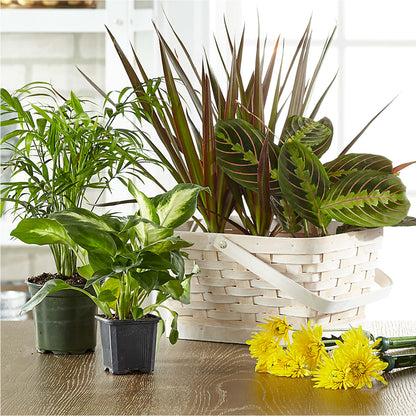 Florist Designed Blooming and Green Plants in a Basket –  Sensation Flowers Boutique Inc, Miami FL