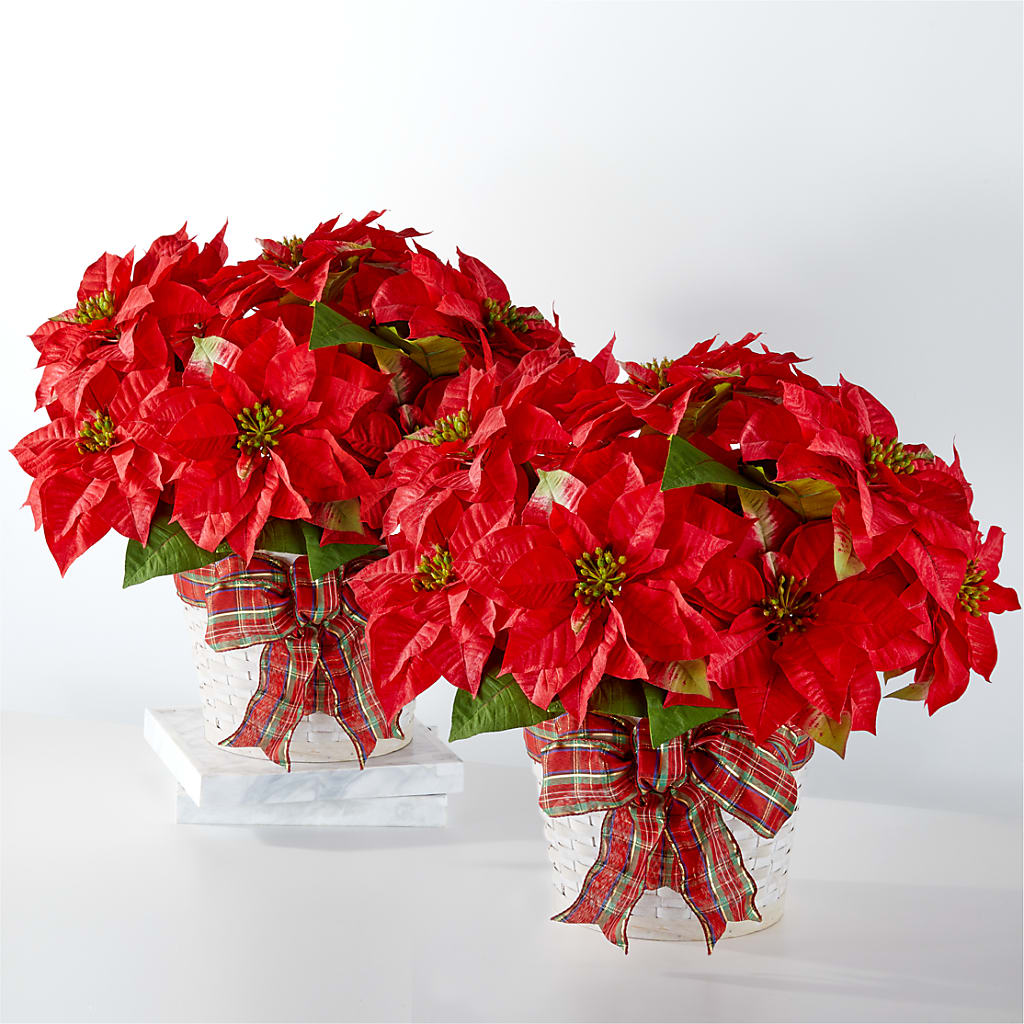 Happiest Holidays Poinsettia Bundle –  Sensation Flowers Boutique Inc, Miami FL