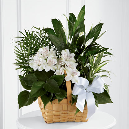 Peace & Serenity Dishgarden –  Sensation Flowers Boutique Inc, Miami FL