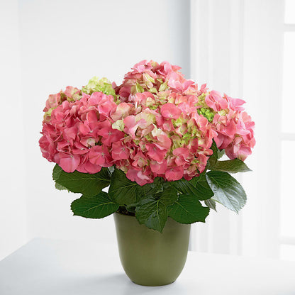 Pink Hydrangea Planter –  Sensation Flowers Boutique Inc, Miami FL
