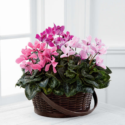 Mixed Cyclamen Planter –  Sensation Flowers Boutique Inc, Miami FL