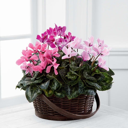 Mixed Cyclamen Planter –  Sensation Flowers Boutique Inc, Miami FL