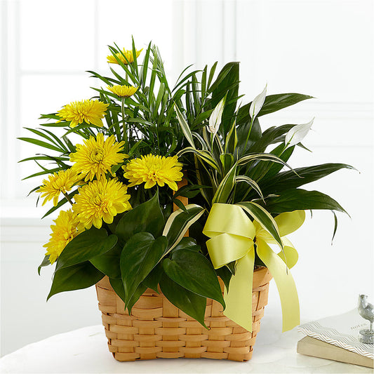 Loving Light Dishgarden –  Sensation Flowers Boutique Inc, Miami FL