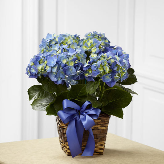 Blue Hydrangea Planter –  Sensation Flowers Boutique Inc, Miami FL