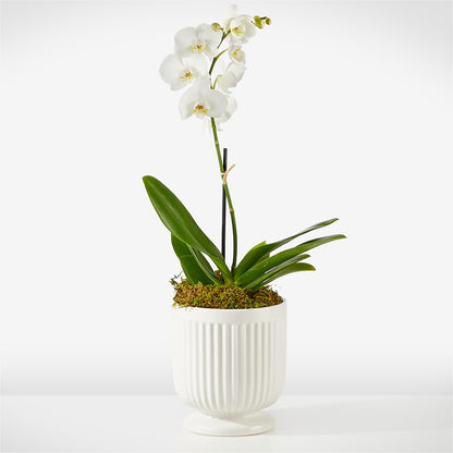 Whispering White Orchid –  Sensation Flowers Boutique Inc, Miami FL