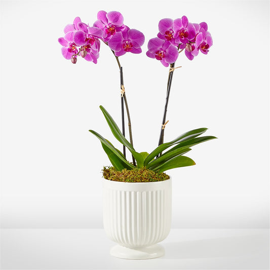 Friendly Fuchsia Orchid –  Sensation Flowers Boutique Inc, Miami FL