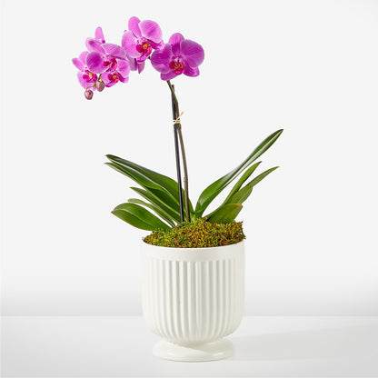 Friendly Fuchsia Orchid –  Sensation Flowers Boutique Inc, Miami FL