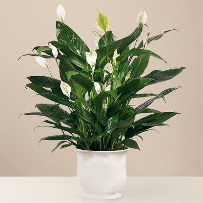 Comfort Planter –  Sensation Flowers Boutique Inc, Miami FL