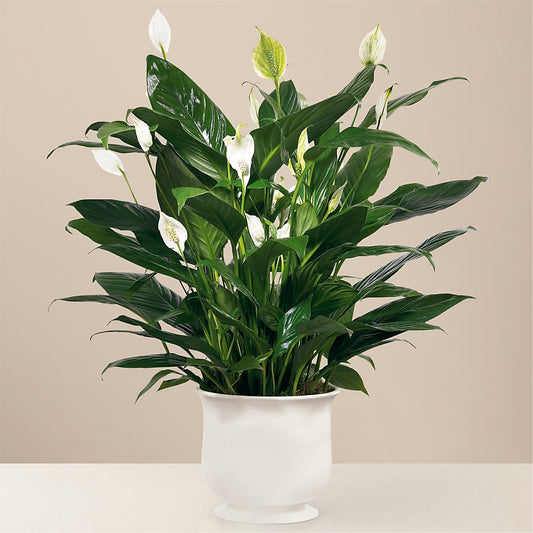 Comfort Planter –  Sensation Flowers Boutique Inc, Miami FL