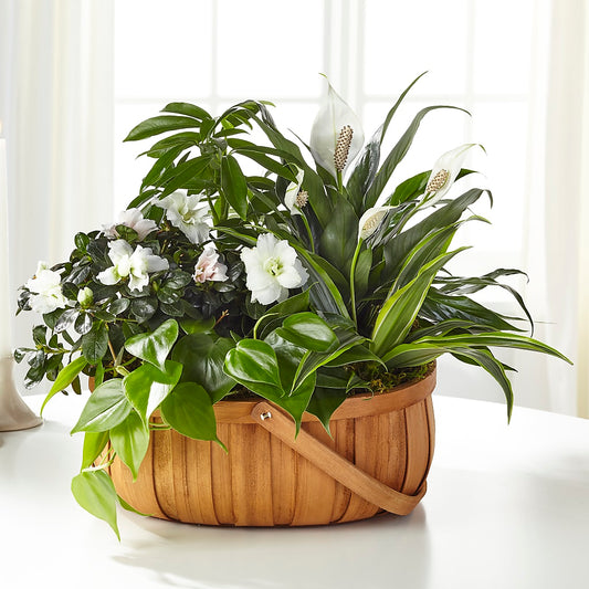 Serene Dishgarden –  Sensation Flowers Boutique Inc, Miami FL