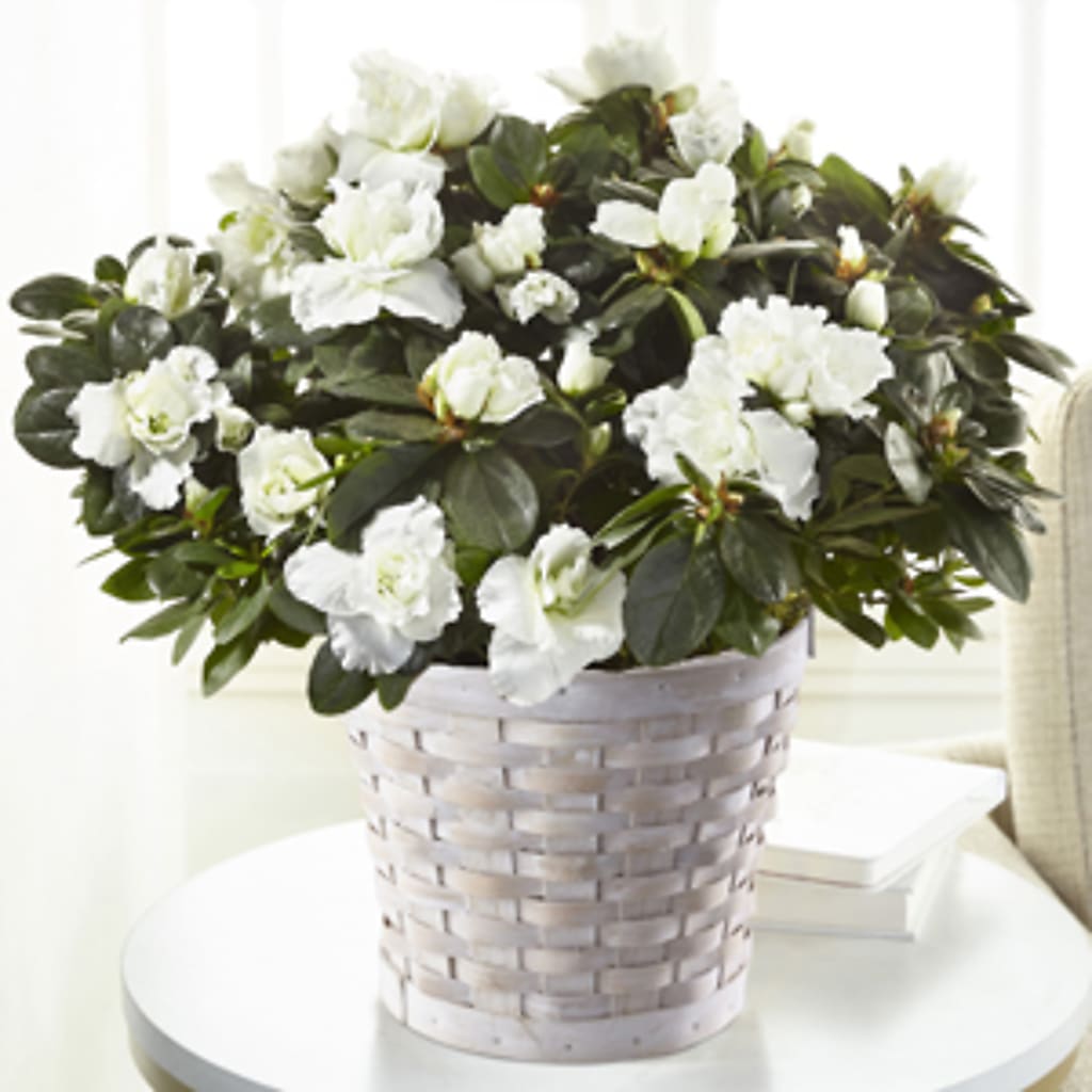 White Azalea Plant –  Sensation Flowers Boutique Inc, Miami FL