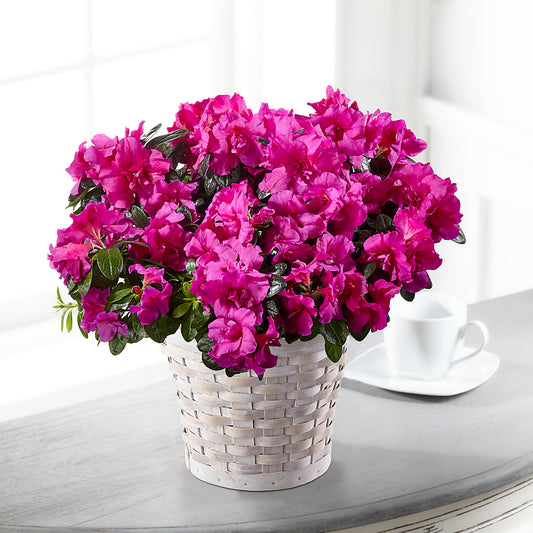 Hope & Serenity Azalea Plant –  Sensation Flowers Boutique Inc, Miami FL