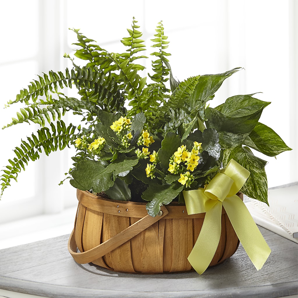 Always Dear Dishgarden –  Sensation Flowers Boutique Inc, Miami FL