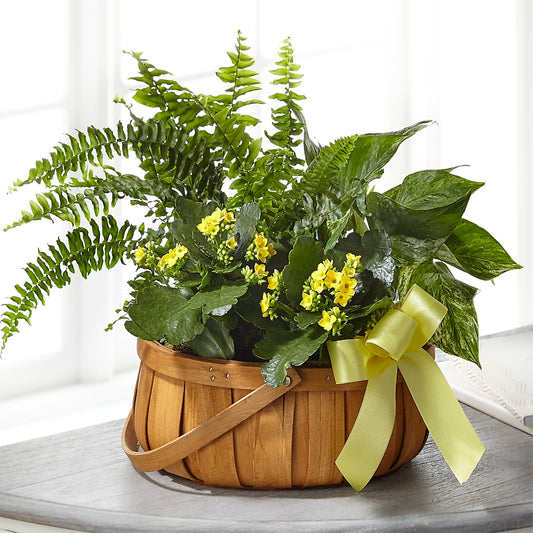 Always Dear Dishgarden –  Sensation Flowers Boutique Inc, Miami FL