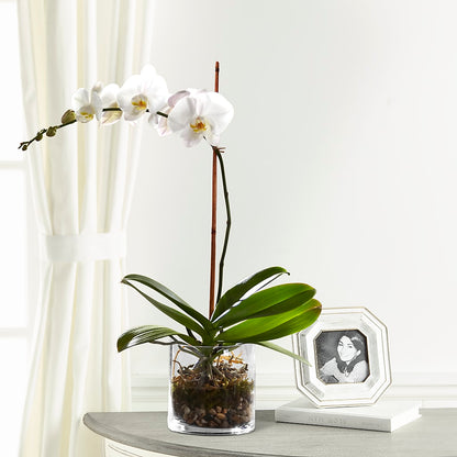 White Orchid Planter –  Sensation Flowers Boutique Inc, Miami FL